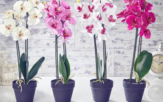 Cómo cuidar orquídeas para que florezcan 