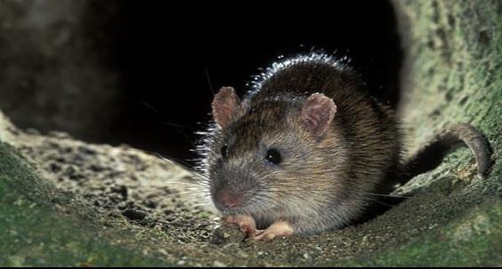 Alerta en Reino Unido por ratas gigantes que salen por los inodoros