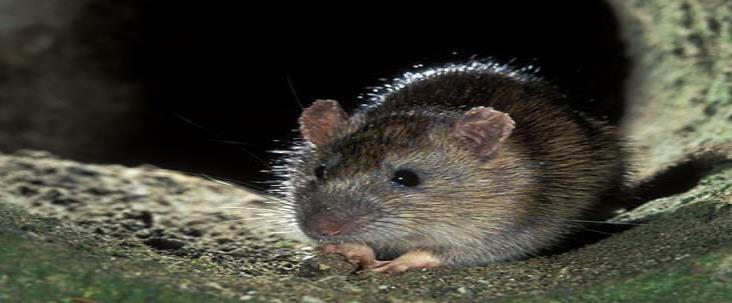 Alerta en Reino Unido por ratas gigantes que salen por los inodoros Alerta en Reino Unido por ratas gigantes que salen por los inodoros