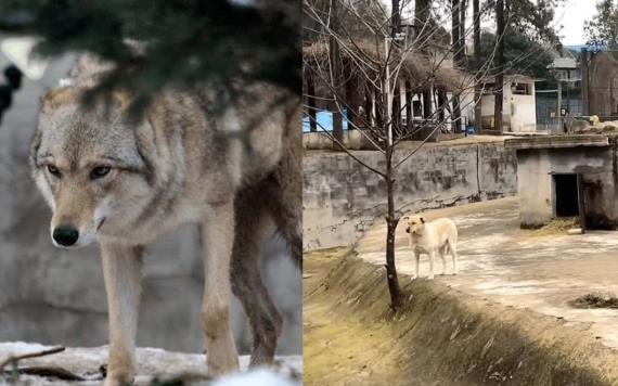 Zoológico sustituye a un lobo con un perrito común; recibe críticas