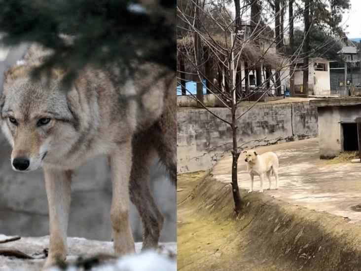 Zoológico sustituye a un lobo con un perrito común; recibe críticas Zoológico sustituye a un lobo con un perrito común; recibe críticas