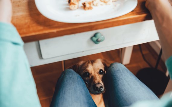 Trucos para que tu perro no pida comida en la mesa 