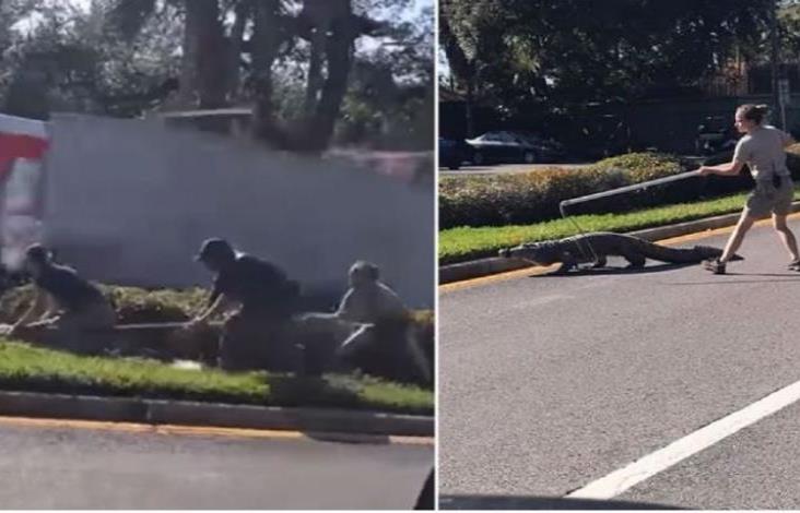 Tras escaparse de una camioneta, cocodrilo causa caos Tras escaparse de una camioneta, cocodrilo causa caos