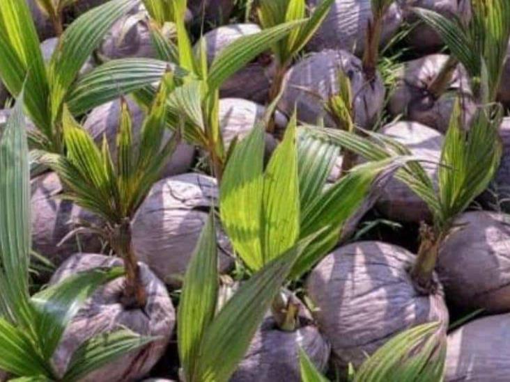 Enfermedades, plagas, abandono y vejez de las plantas provocan pérdida de producción de coco Enfermedades, plagas, abandono y vejez de las plantas provocan pérdida de producción de coco