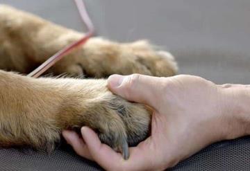 ¿Sabías que tu perro o tu gato también pueden donar sangre?