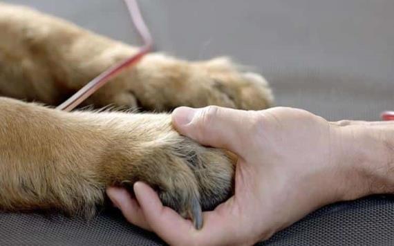 ¿Sabías que tu perro o tu gato también pueden donar sangre?