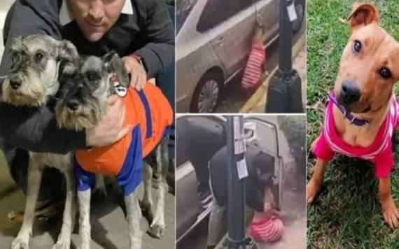 Hombre adoptaba perros para torturarlos en CDMX; fue denunciado en redes