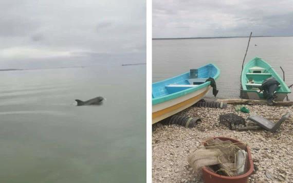 Encuentran delfín en Veracruz
