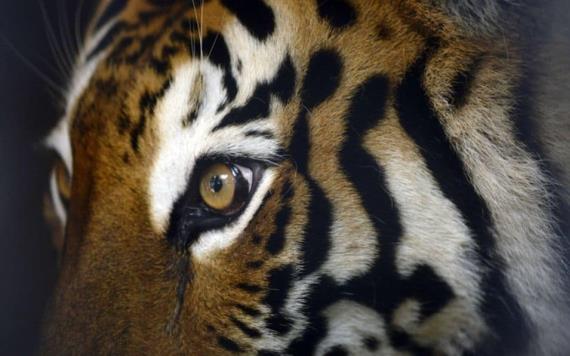 Tres tigres de bengala que fueron asegurados se mueren de hambre a causa de negligencia por las autoridades