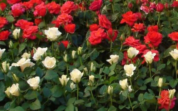 Trucos para cultivar las rosas más bonitas y llenar tu jardín de color