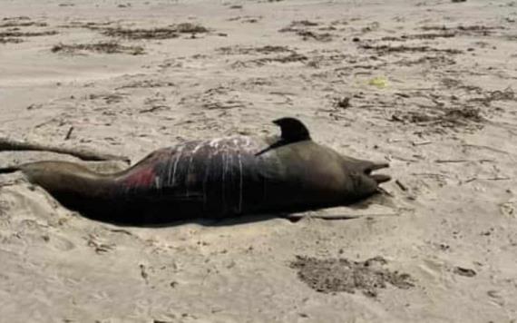 Bañistas encuentran delfín muerto en playas de Paraíso