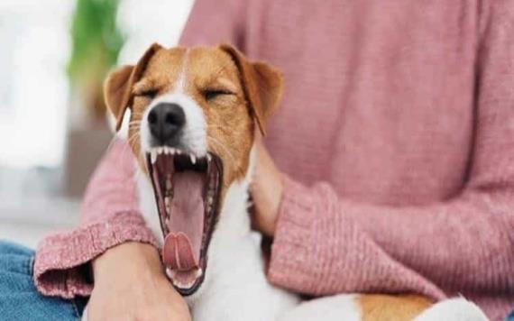 El bostezo de tu perro podría indicar que tú sientes ansiedad o miedo