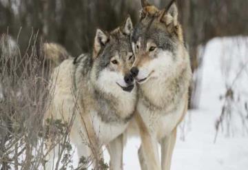 Mueren lobos mexicanos en el Zoológico de Chapultepec