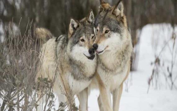 Mueren lobos mexicanos en el Zoológico de Chapultepec