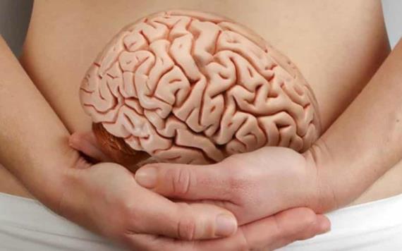 El segundo cerebro, el verdadero responsable de la salud 