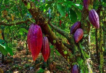 Involucrar al agricultor, la clave para el éxito en la industria del chocolate