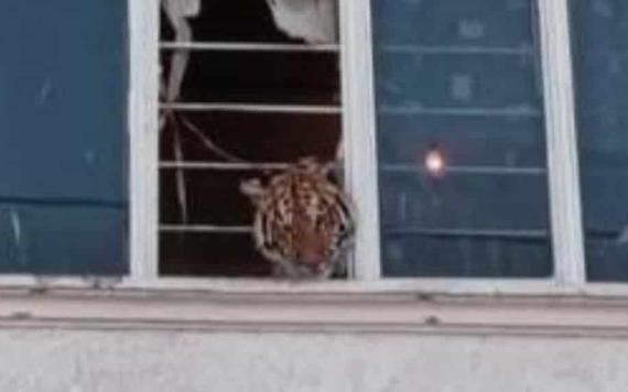 Aseguran a tigre de bengala que se asomaba en ventana de una casa