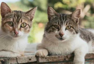 Gatos tricolor: El misterio detrás de sus colores