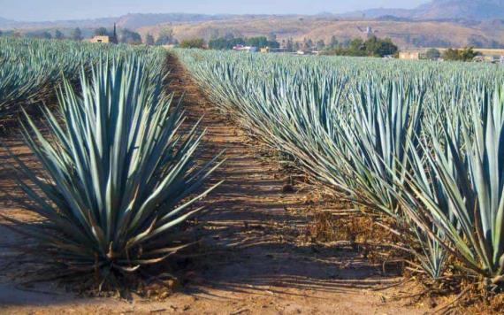 Guadalajara celebrará el Día Nacional del Tequila y la Mujer