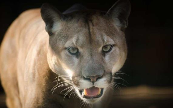 Puma se mete al patio de una casa y devora a las gallinas del lugar