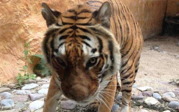 Capturan a un tigre en Querétaro que atacó animales de granja