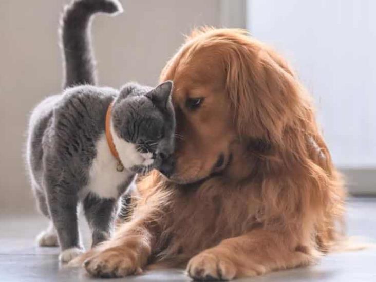 Éstas son las vacunas que debe tener tu cachorro Éstas son las vacunas que debe tener tu cachorro