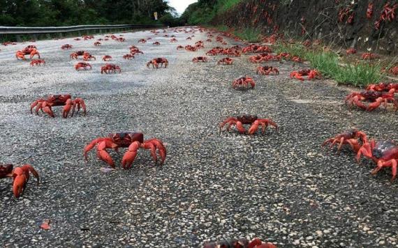 Plaga de cangrejos emergió de las primeras lluvias de primavera en Cuba