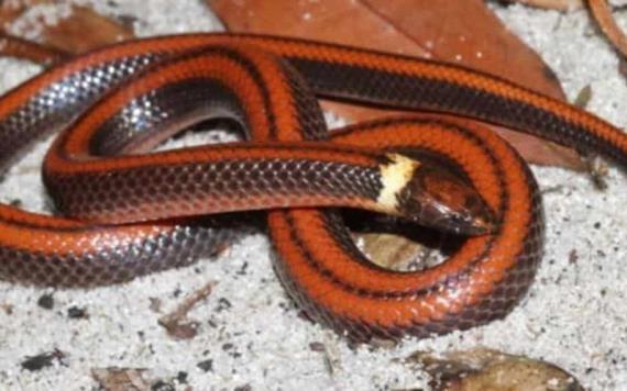 Descubren una nueva especie de serpiente en Paraguay