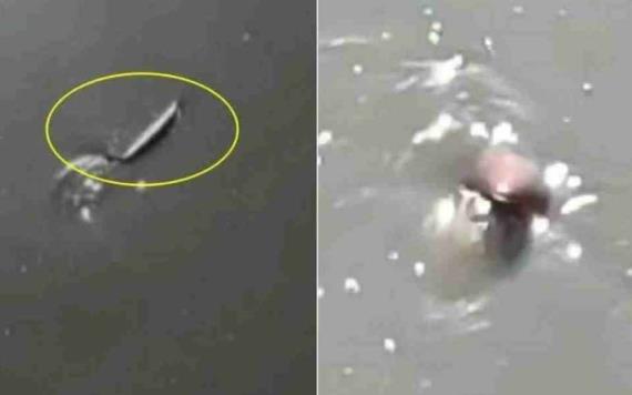 Video: Encuentran extraño animal nadando en canal de aguas negras en el Edomex