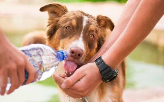 Tips de mascotas: ¿Cómo proteger a tu perro del calor esta temporada?