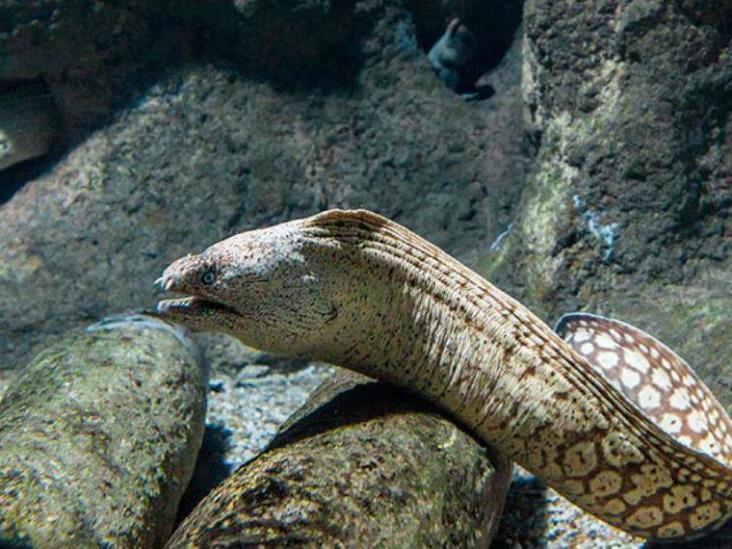 Alerta en playas de Nayarit por ataque de peces Morenas; 165 personas han sido mordidas Alerta en playas de Nayarit por ataque de peces Morenas; 165 personas han sido mordidas