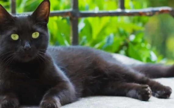 El origen de la leyenda sobre los gatos negros.