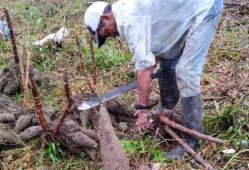 Se estima que la yuca está sembrada entre 10 mil y 13 mil hectáreas en Tabasco