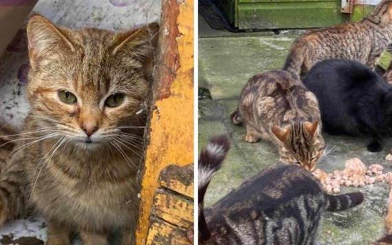 Son rescatados más de 40 gatos de una casa en Escocia; su dueño había fallecido