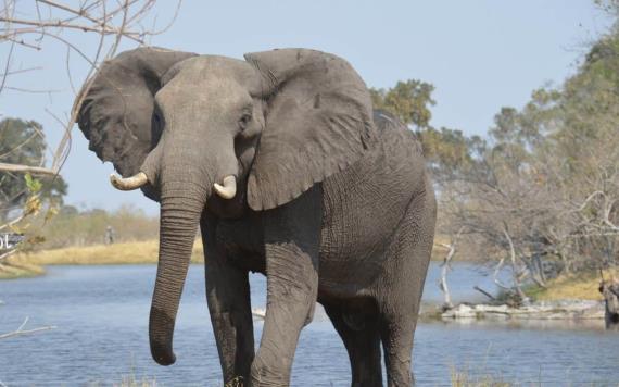 Elefante en Uganda acaba con la vida de un investigador colombiano