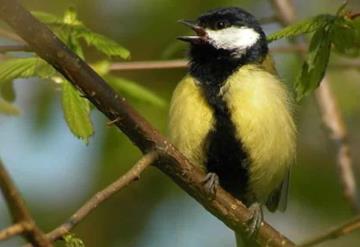 Las aves desarrollarían anorexia por evitar la comida contaminada