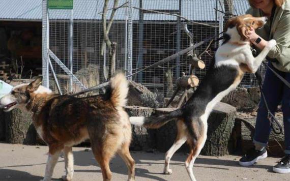 Un hombre viaja 5 mil kilómetros para salvar a 30 perros de Ucrania