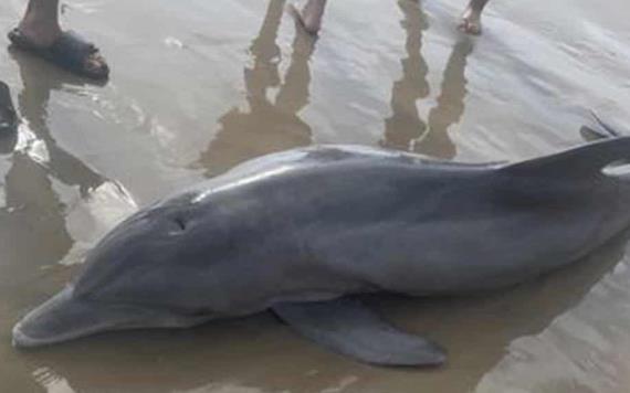 Muere delfín luego que personas decidieran jugar con él