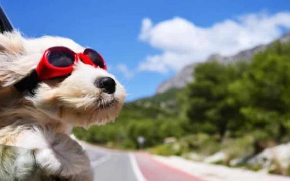 Consejos para viajar con tus mascotas esta Semana Santa