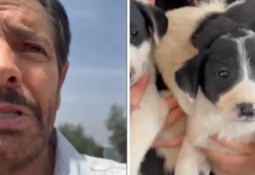 Eugenio Derbez rescata a perritos de la calle; los ponen en adopción