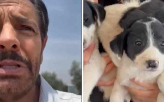 Eugenio Derbez rescata a perritos de la calle; los ponen en adopción
