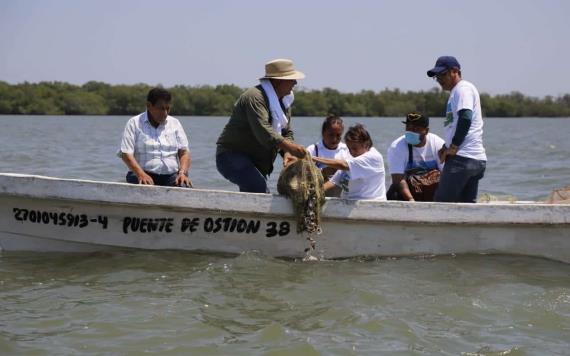 Realizan repoblación de ostión a la laguna de Mecoacán