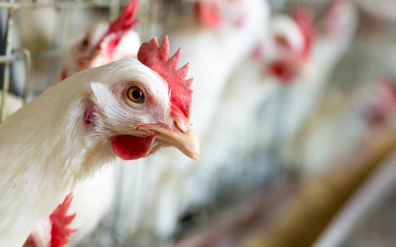 Surge alerta entre avicultores por el brote de gripe aviar AH7N3 en Coahuila