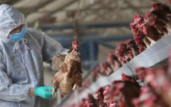 Se reporta infección humana de gripe aviar H3N8 en China