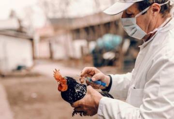 Reportan caso humano de gripe aviar H5N1 en EU