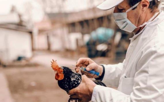 Reportan caso humano de gripe aviar H5N1 en EU