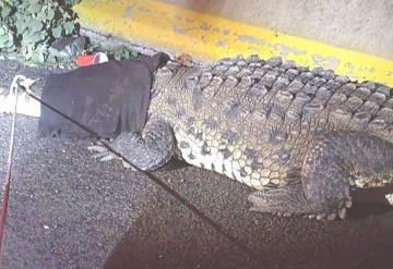 Presencia de cocodrilos en la ciudad por anidación y lluvias en Tamaulipas