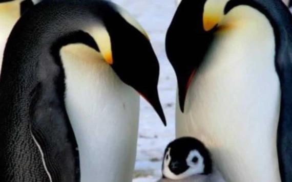 Pingüino emperador en riesgo de extinción por cambio climático