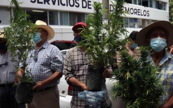 Tetecala, el primer pueblo en México que busca cultivar libremente marihuana