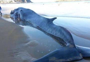 ¿Por qué sí se debería dejar a las ballenas muertas sobre la arena de la playa?: estudio revela beneficios